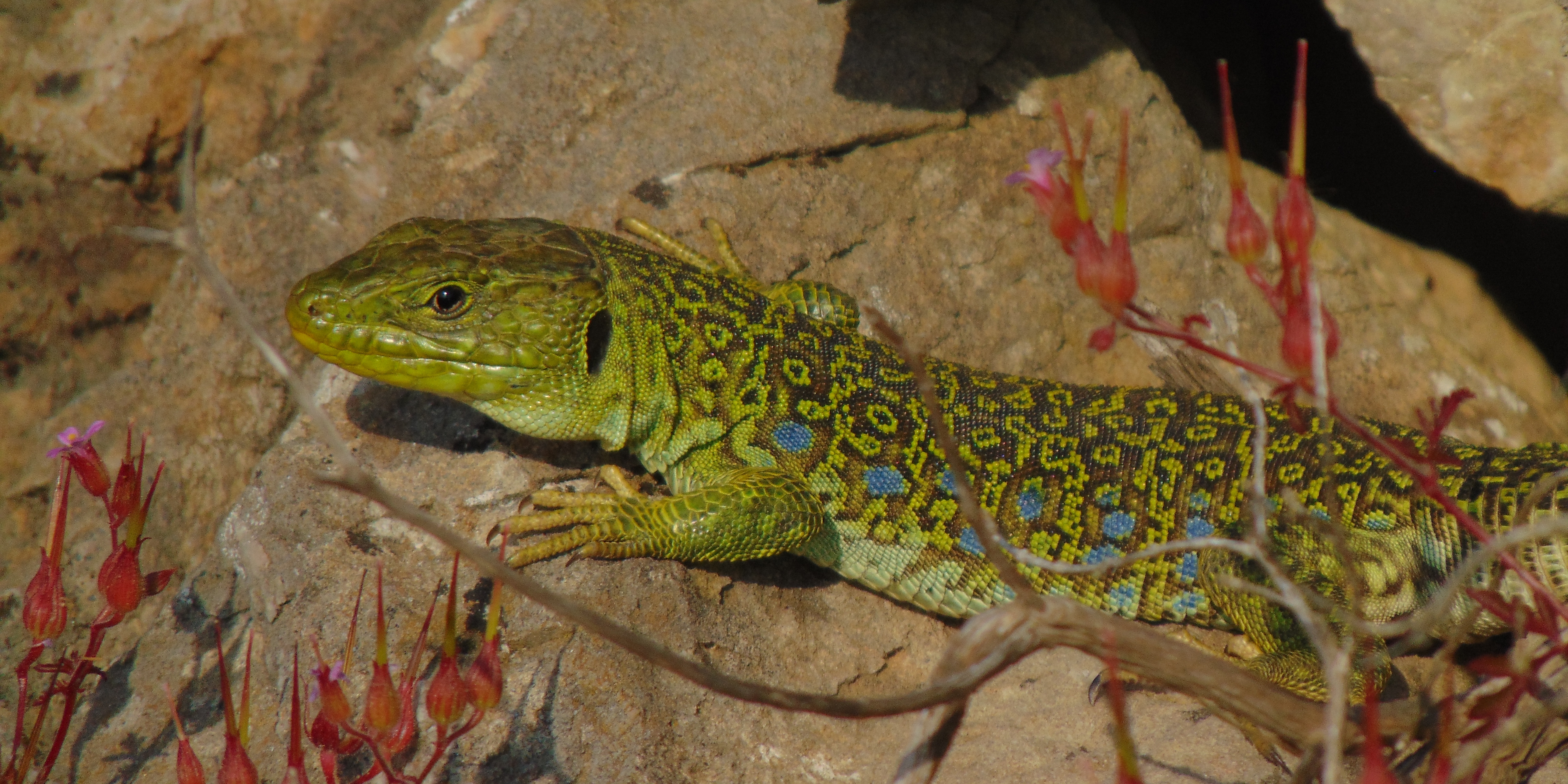 Lézard ocellé © Florian Escot